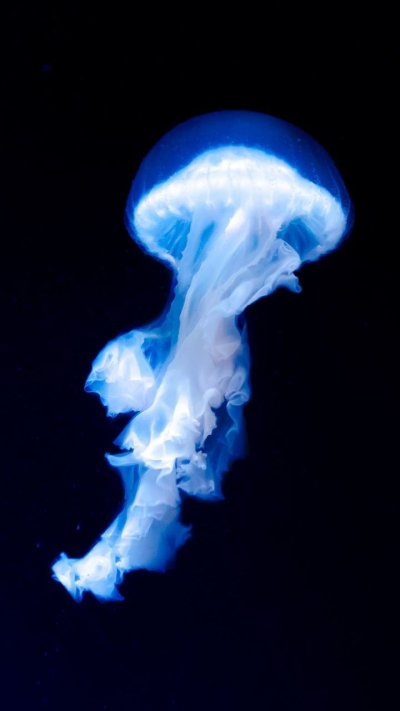 Blue Jellyfish