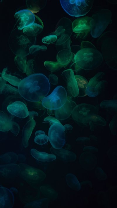 Зеленая медуза