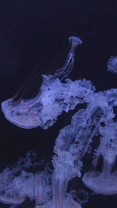 Blue Jellyfish