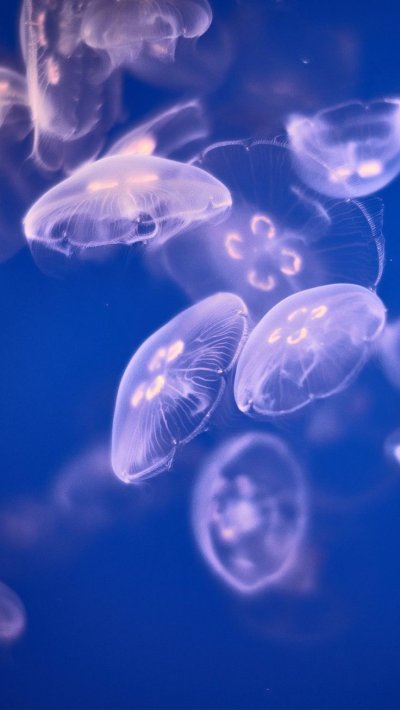 Медуза прозрачная