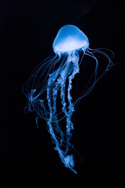 Jellyfish