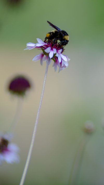 Шмель на цветке