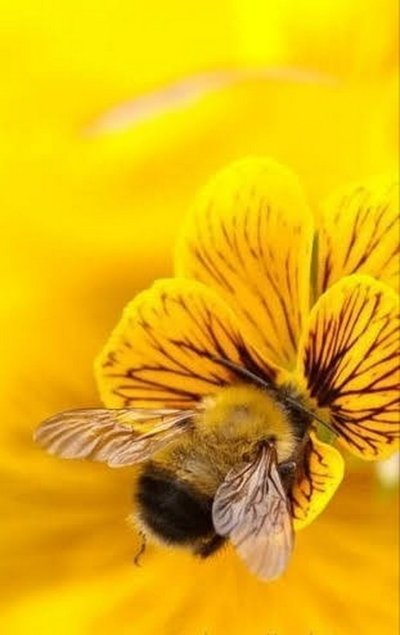 Жёлтый цветок