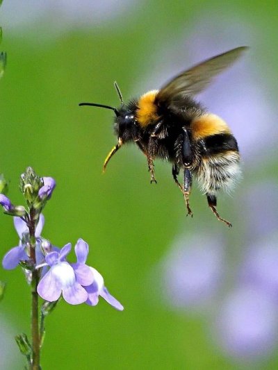 Полосатый Шмель на душистый Хмель