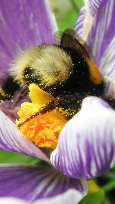 Шмель Дубравный