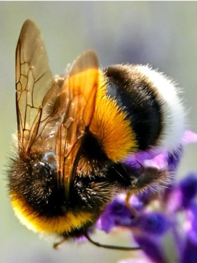 Fat Bumblebee