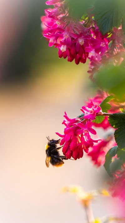 Шмель с цветком вертикально