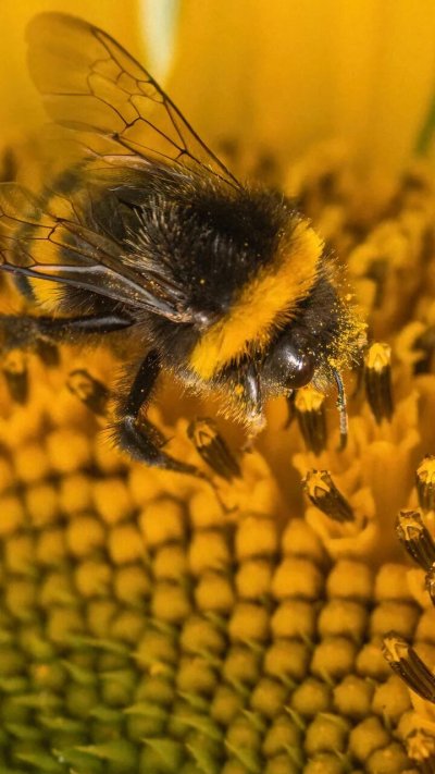 Шмель в пыльце