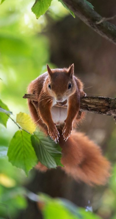 Белочка с телефоном