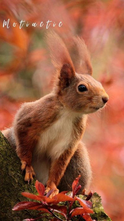 Осень белка