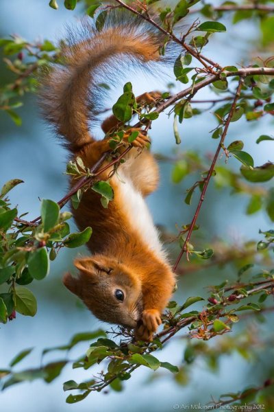 Природа и животные