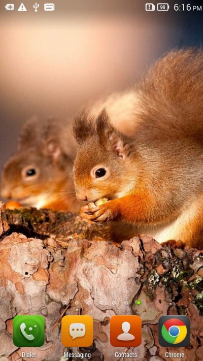 Красивая белка