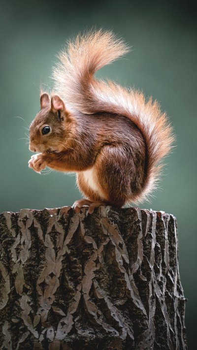 Животные белка