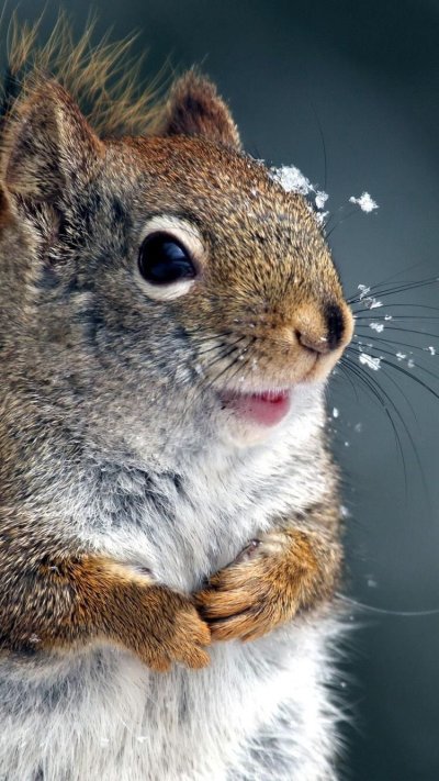 Смешная белка