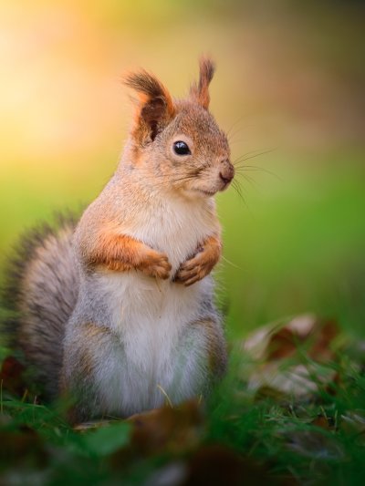 Беличьи Грызуны