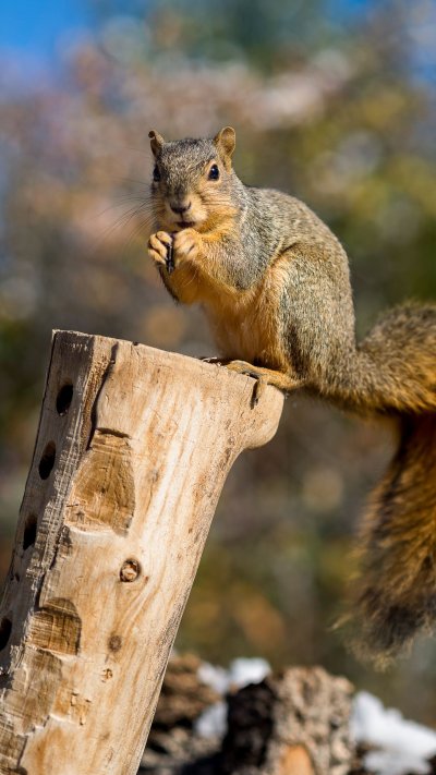 Пушистые Дикие животные