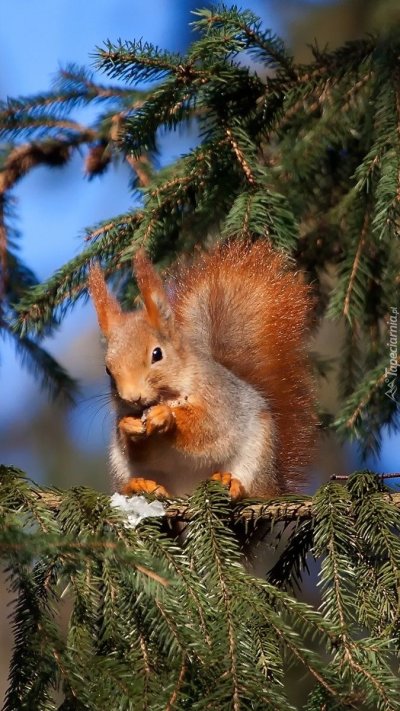 Белочка зимой