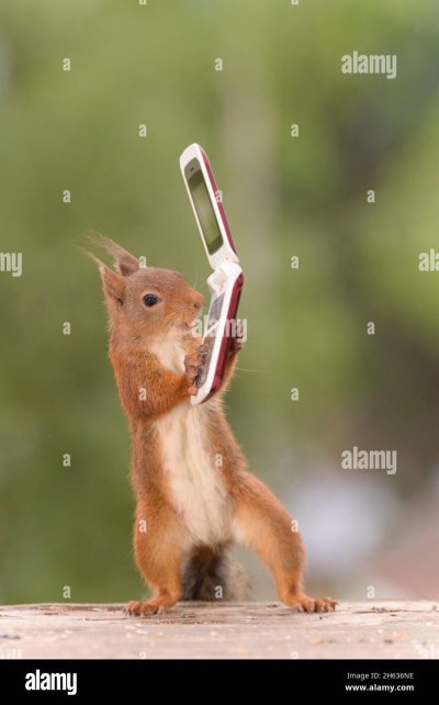 Белка держись