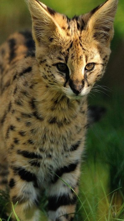 Картинки сервала черный