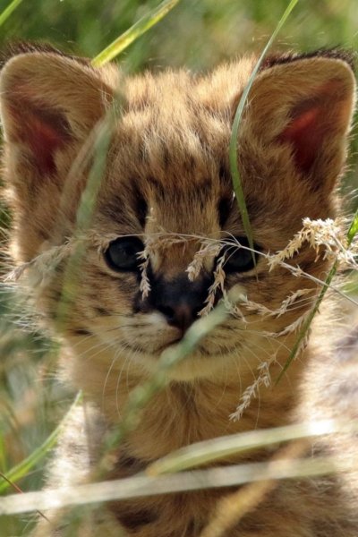 Котята диких животных