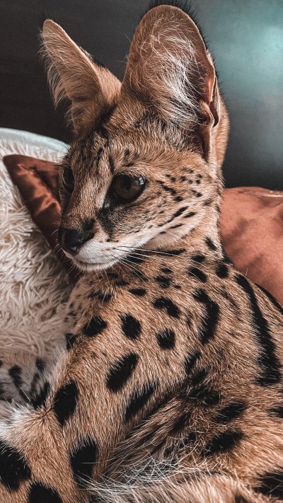 Кошки экзотические гибриды