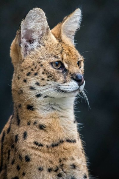 Египетский МАУ И сервал