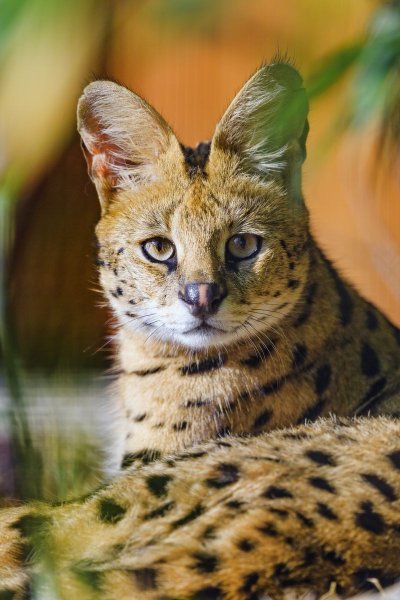 Сервал и каракал