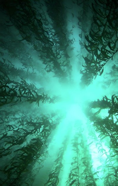 Подводный пейзаж