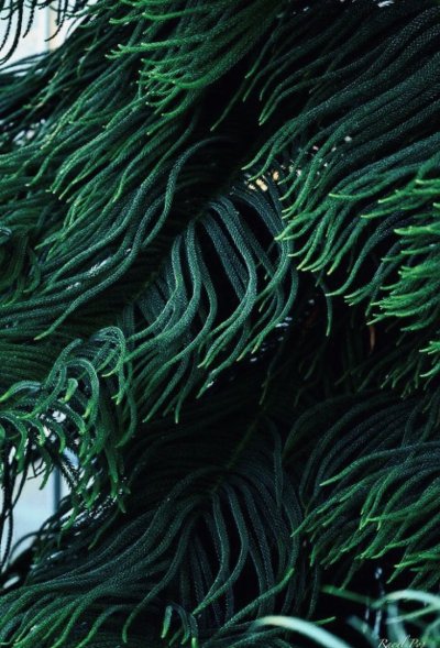 Хиджики водоросли