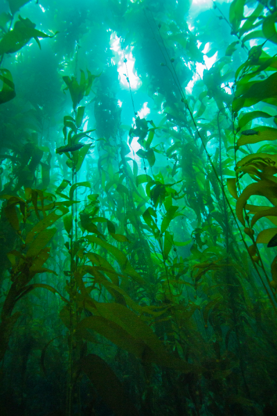 Kelp Forest