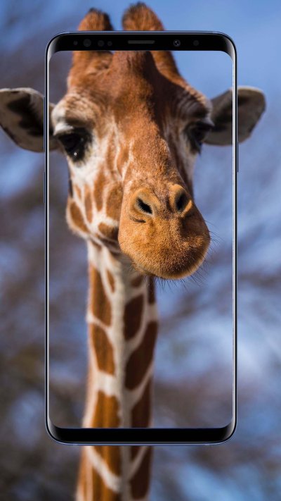 Жираф обои на телефон