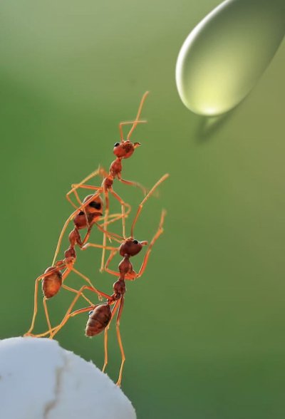 Муравей макро