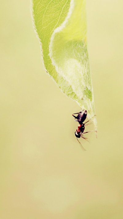 Муравьи обои