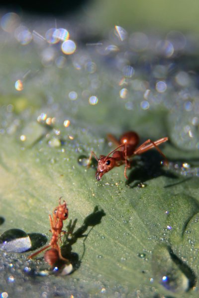 Розовый муравей