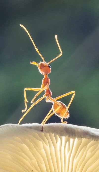 Желтый сумасшедший муравей