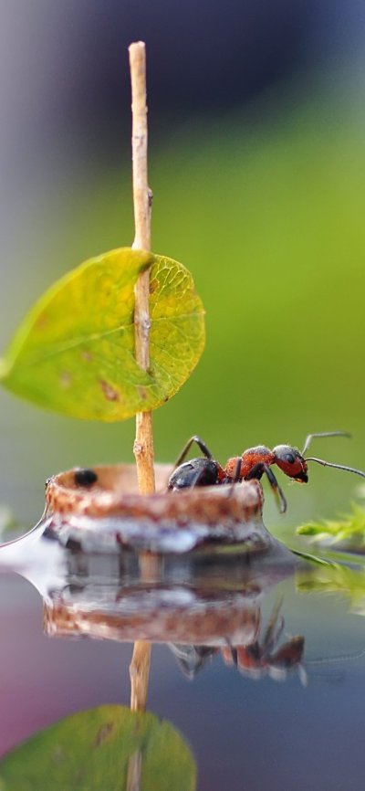 Макросъемка природа