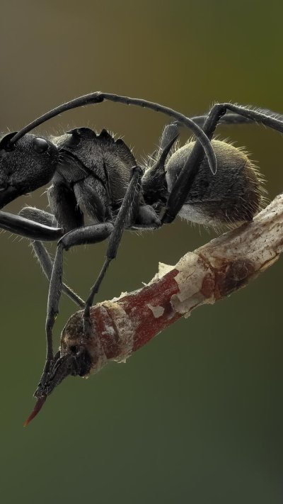 Усы муравья