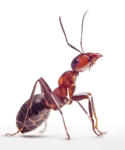 Formica Rufa муравьи