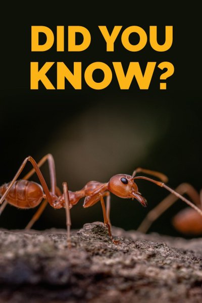 Царство муравьев