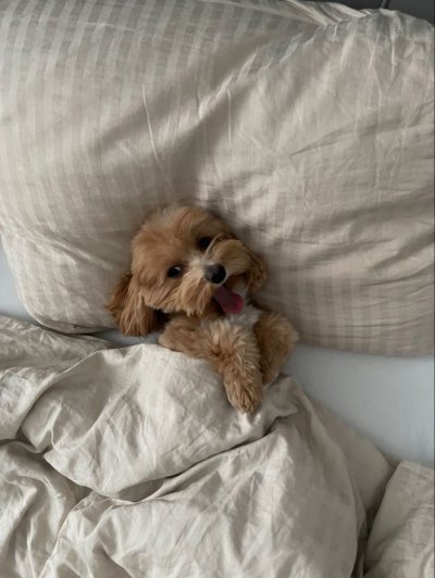 Мальтипу собака