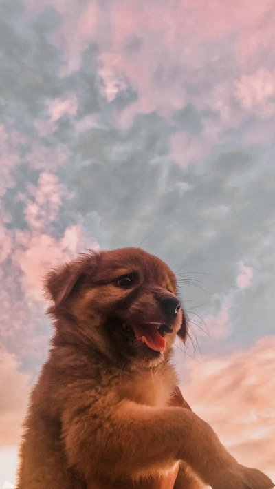 Лев в прыжке