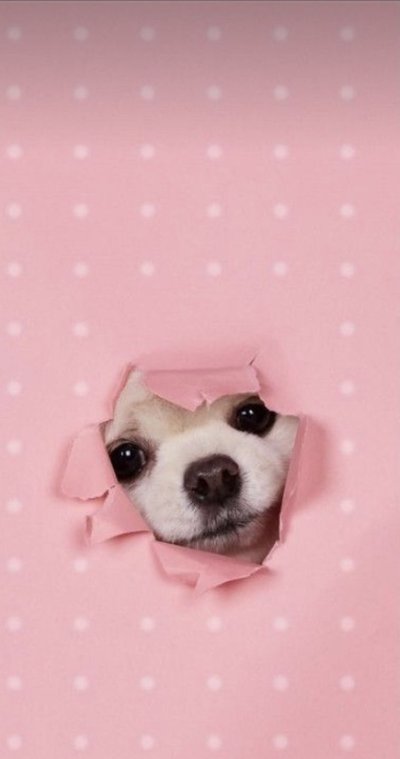 Щенок на розовом фоне