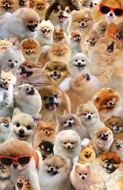 Милые померанские Шпицы