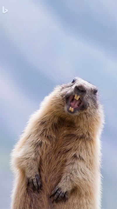 Мармот сурок