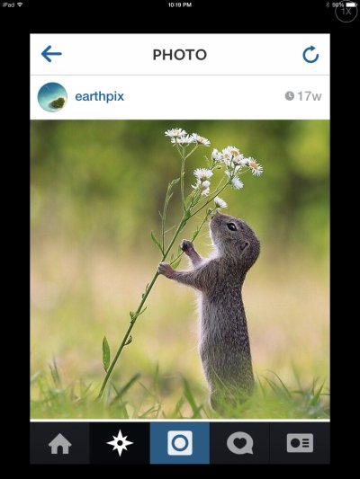 Весна животные