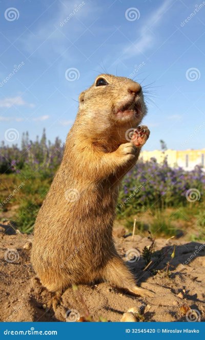 Земная белка