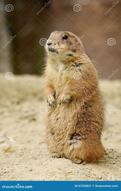 Gopher