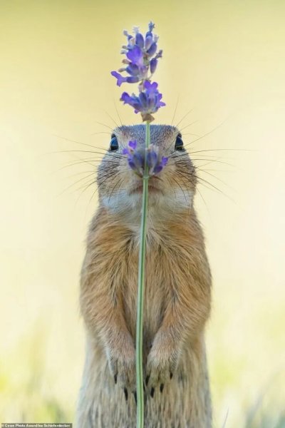 Суслики смешные