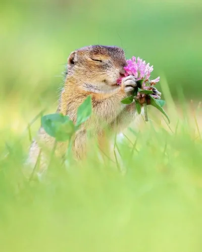 Суслик с цветком
