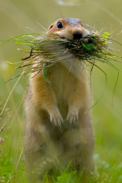 Руслан суслик